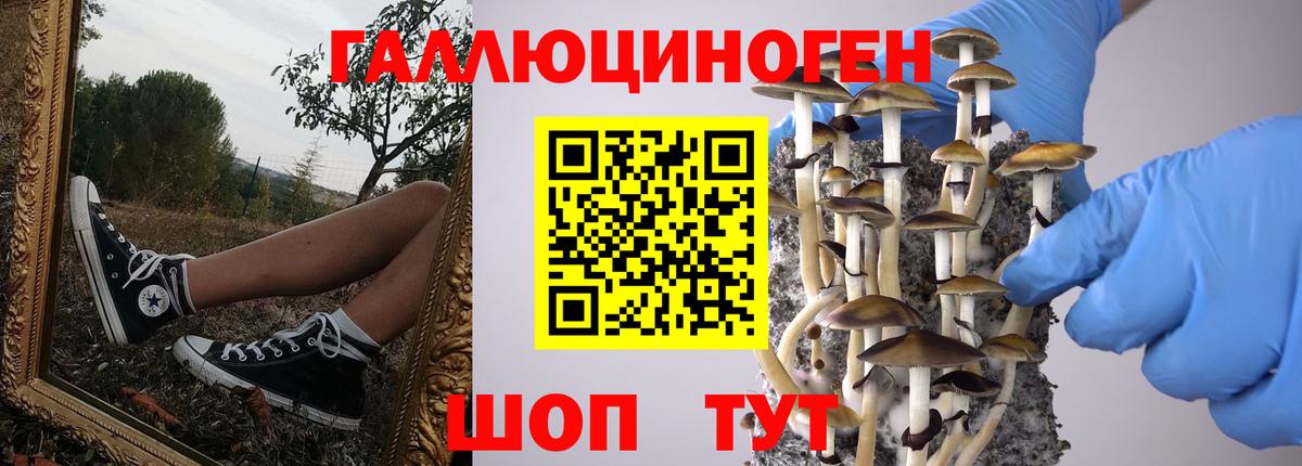 Нововоронеж  Псилоцибиновые грибы Cubensis  Вход с VPN 